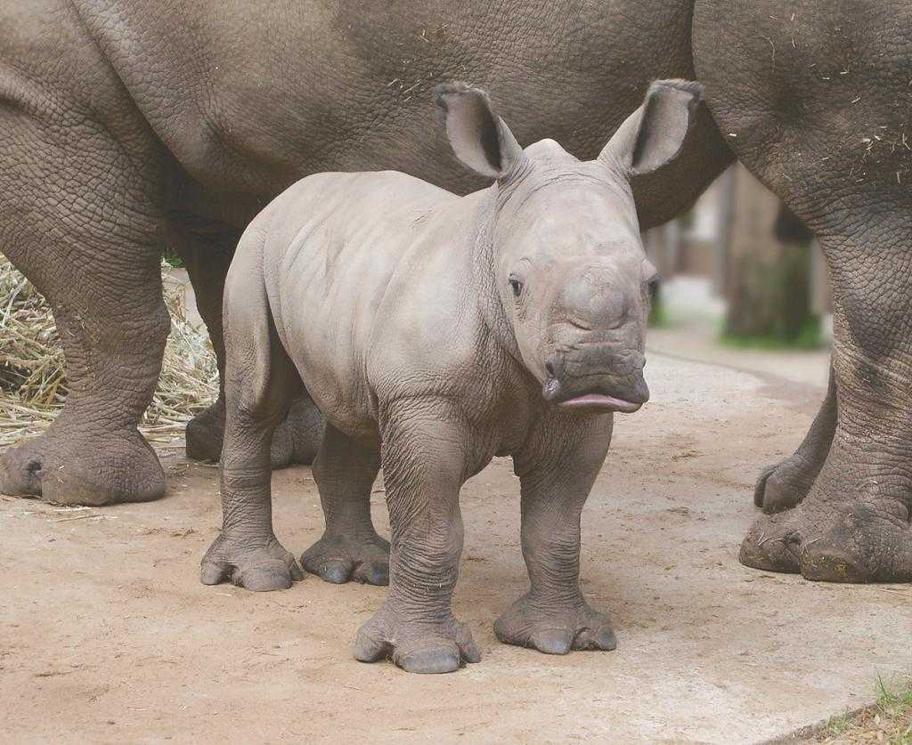 Детеныш носорога