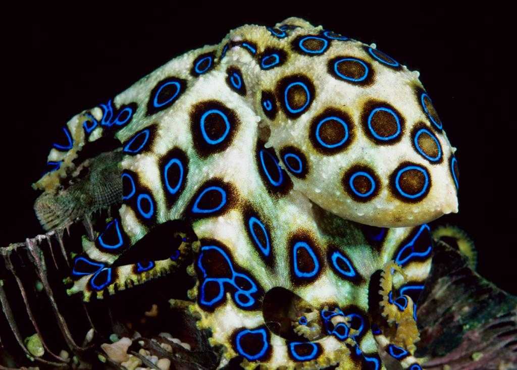 Синекольчатый ядовитый осьминог