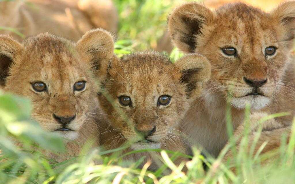Три львенка