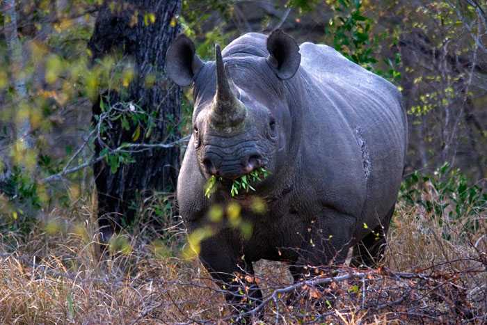 Сколько живет носорог