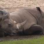 А вы знаете, сколько живет носорог?