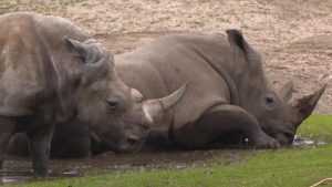 А вы знаете, сколько живет носорог?