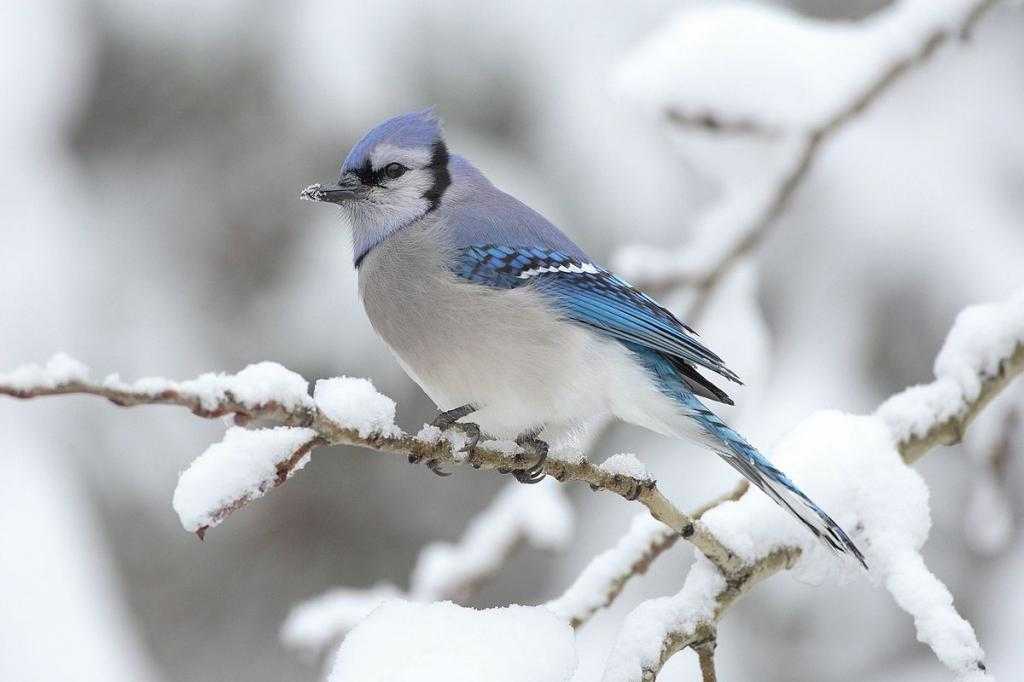 Зимняя птица с голубыми крыльями