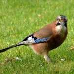 Птица с голубыми крыльями: фото и название, ареал обитания, особенности жизни