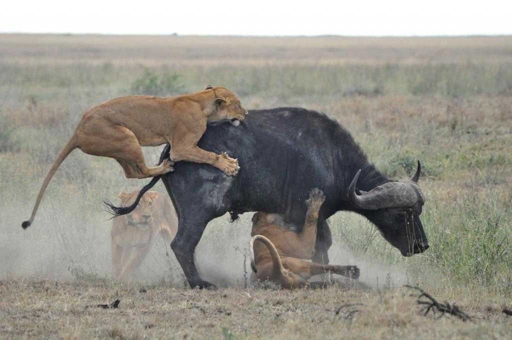 Львицы охотятся на буйвола