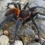 Ядовитый тарантул: фото и описание, ареал обитания, опасность токсина