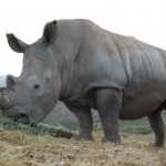 Носорог хищник или травоядное животное? Чем питается носорог?