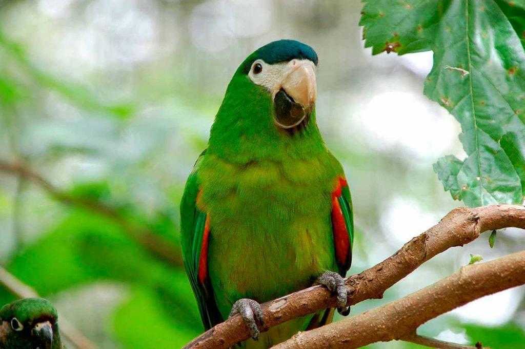 Самые красивые попугаи в мире фото
