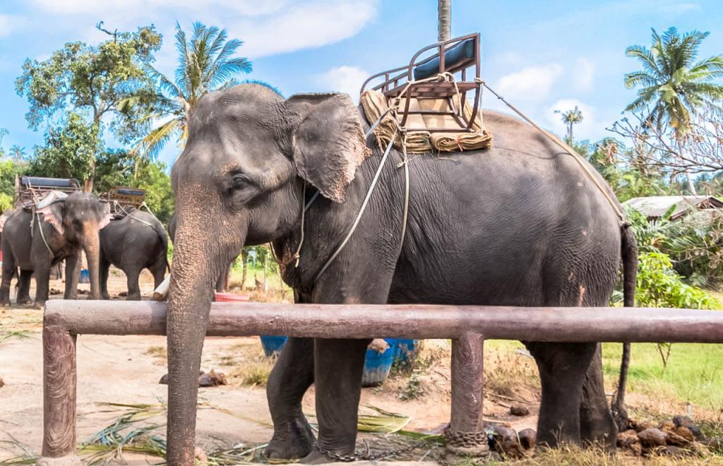 слоны в тайланде
