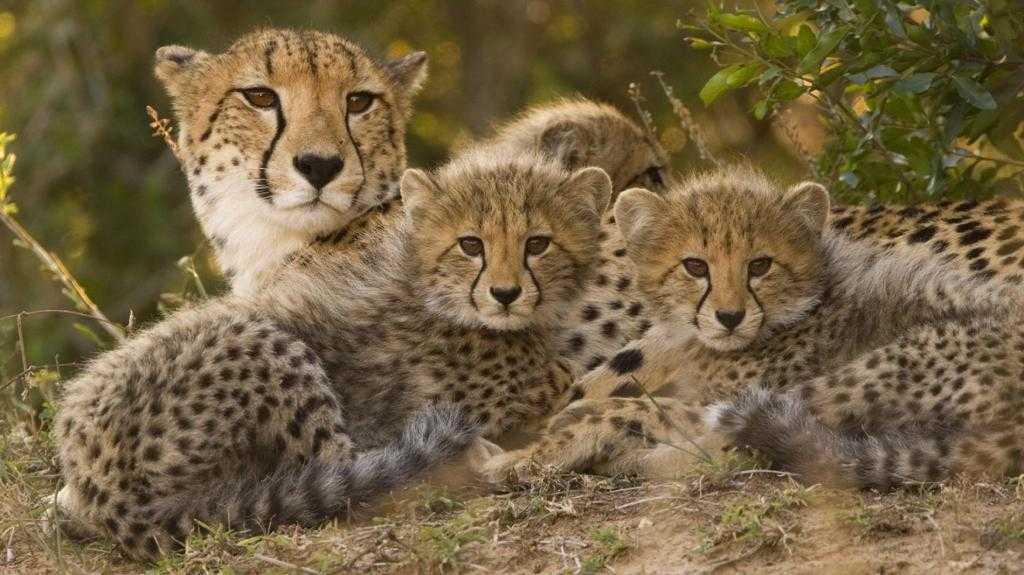 Гепард с детенышами