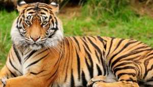 Индийский тигр: обитание, питание, размножение