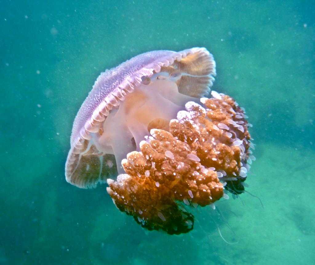 медузы в Таиланде