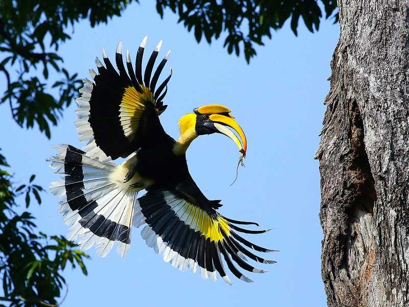 экзотические птицы Таиланда