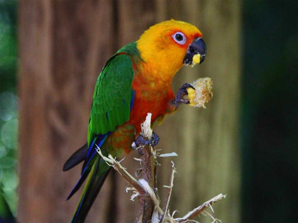 Самый красивый попугай