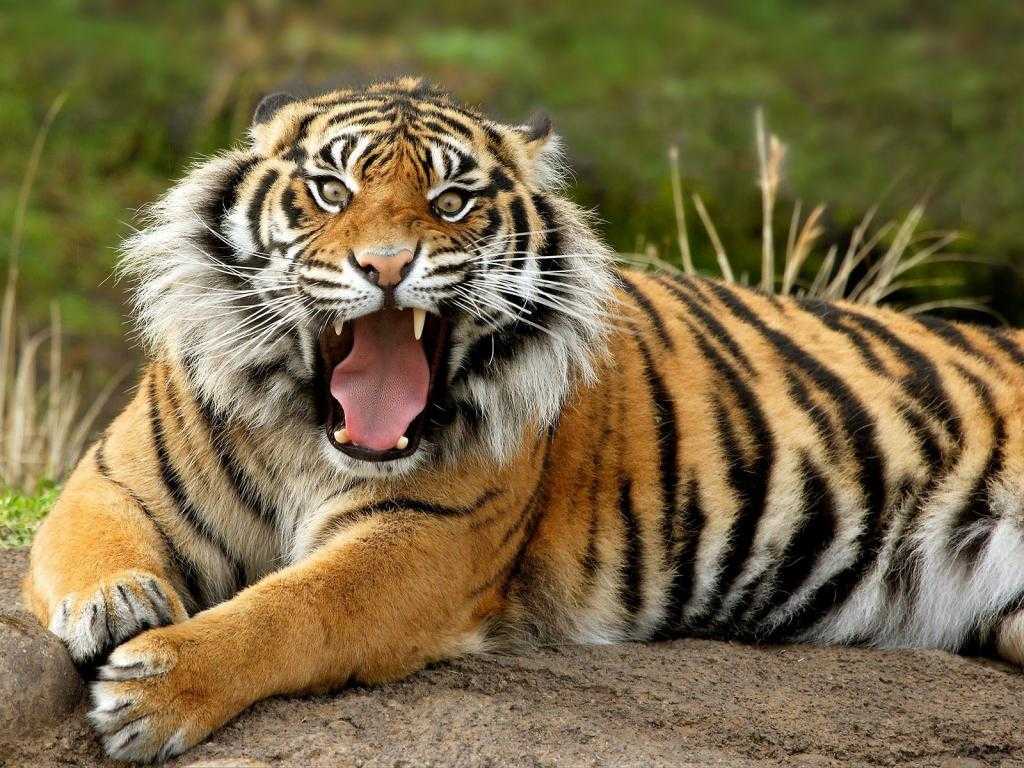 Вид бенгальский тигр