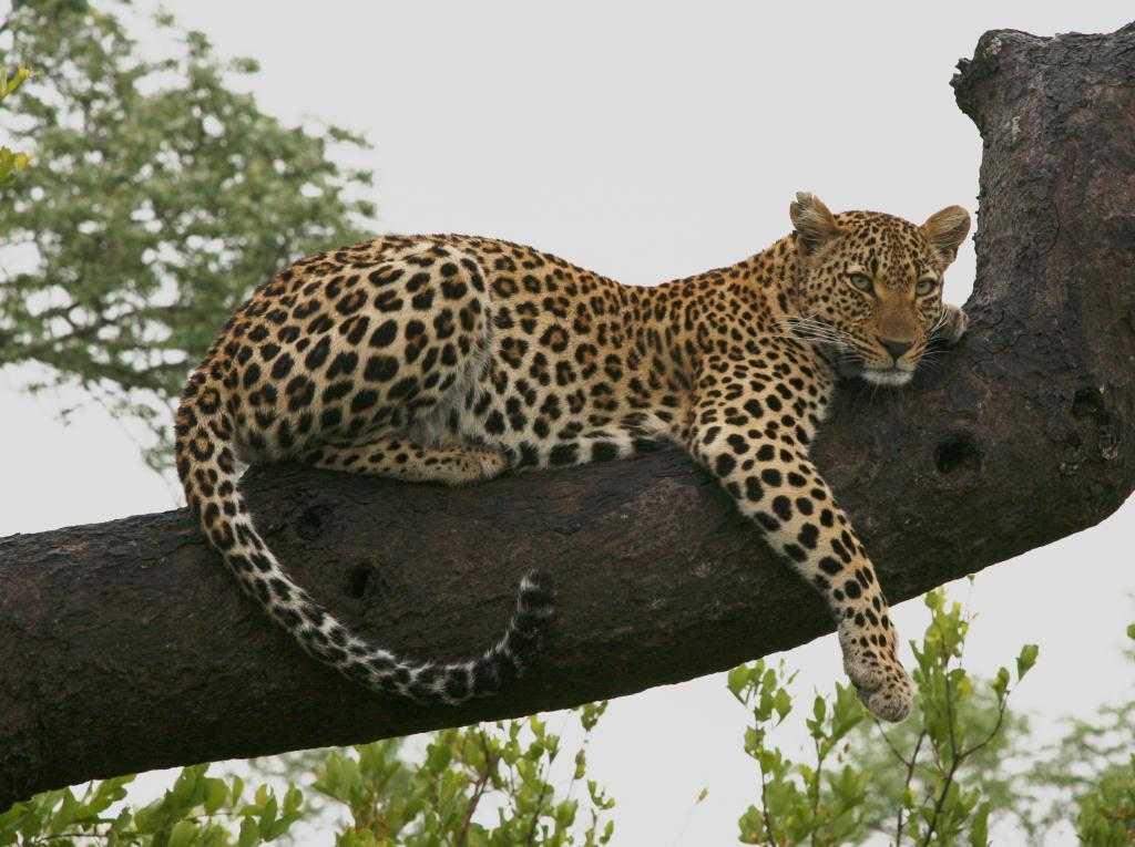 Отдыхающий леопард