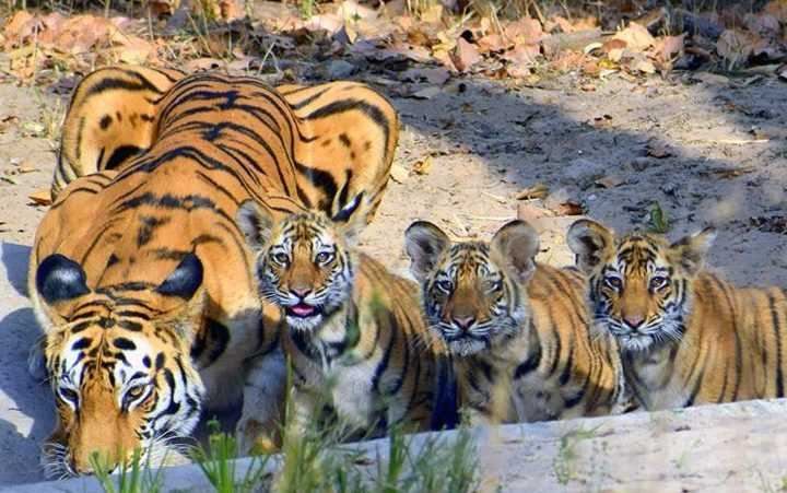 Тигры живут в Индии