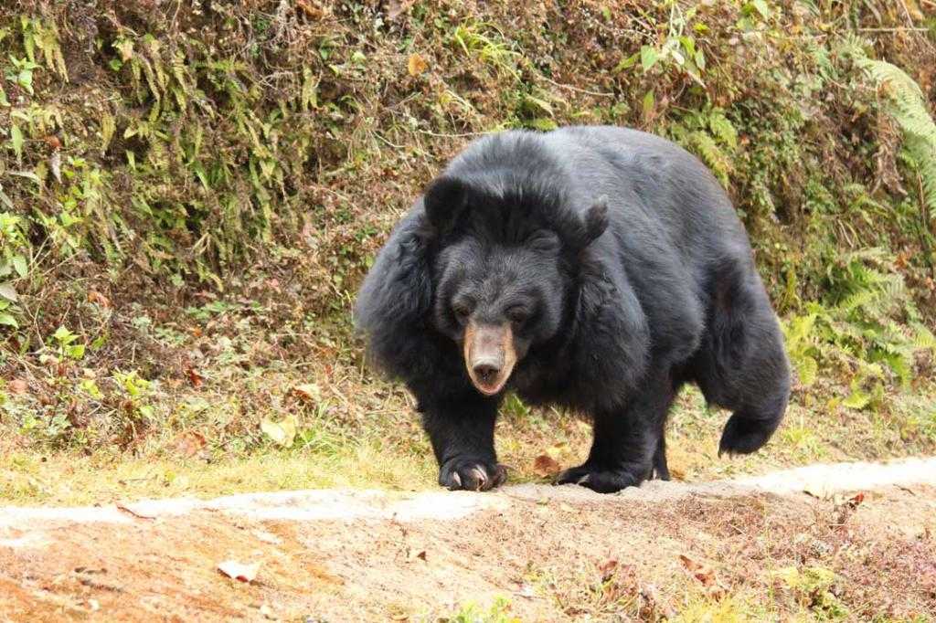 черный гималайский медведь