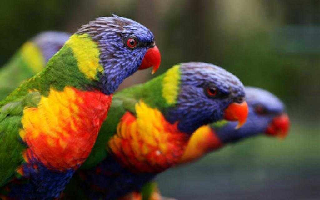 Самый красивый попугай фото