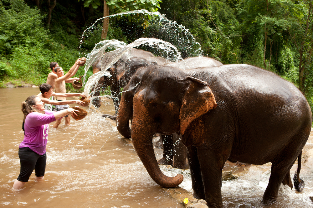 день слона в тайланде
