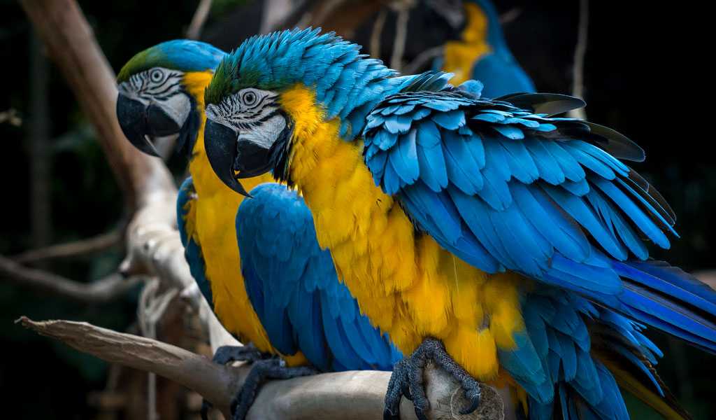 Самые красивые попугаи в мире