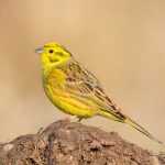 Птички с желтым брюшком: названия, образ жизни