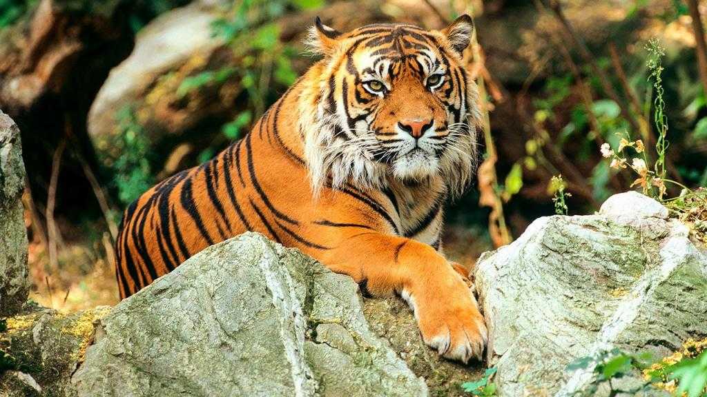Тигр на камне