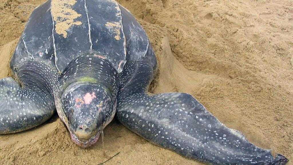 Морская черепаха на песке