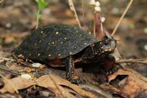 Черепаха – рептилия с самой длинной жизнью